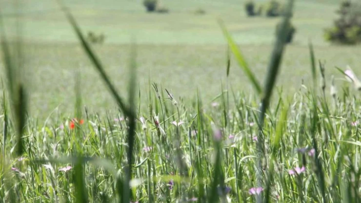 Samsun'un kaba yem ihtiyacı 1,2 milyon ton