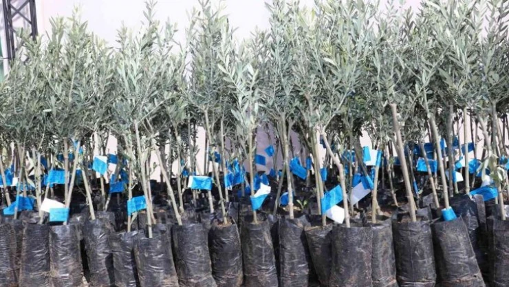 Samsun zeytincilikte küllerinden doğuyor