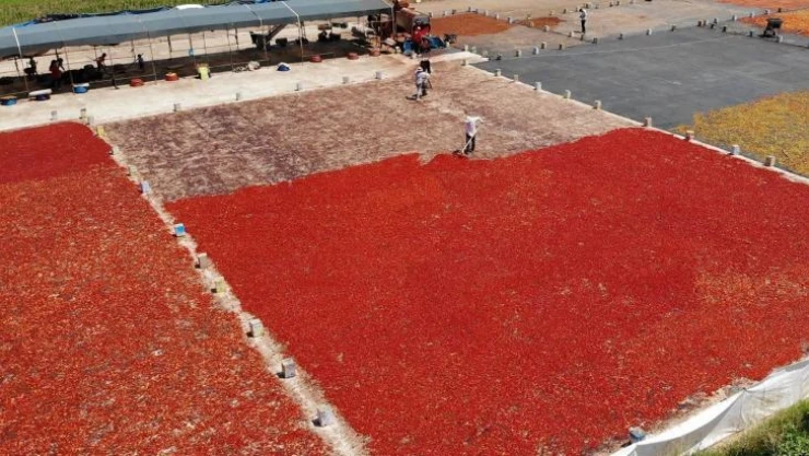 Şanlıurfa'da isotun acı serüveni başladı