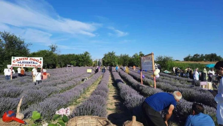 Saray'da lavanta hasat etkinliği gerçekleştirildi