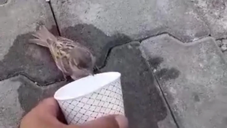 Sıcak havada susuzluktan baygın düşen serçeye kendi elleriyle su içirdiler
