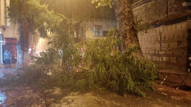 Şiddetli rüzgâr yüzyıllık ağacı devirdi