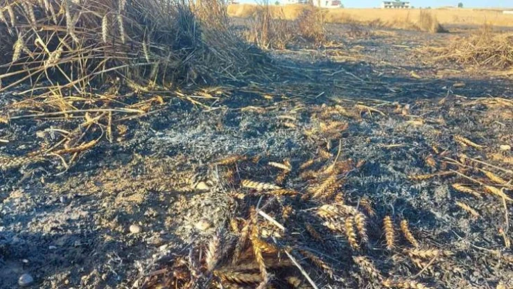 Silivri'de buğday tarlası alev alev yandı