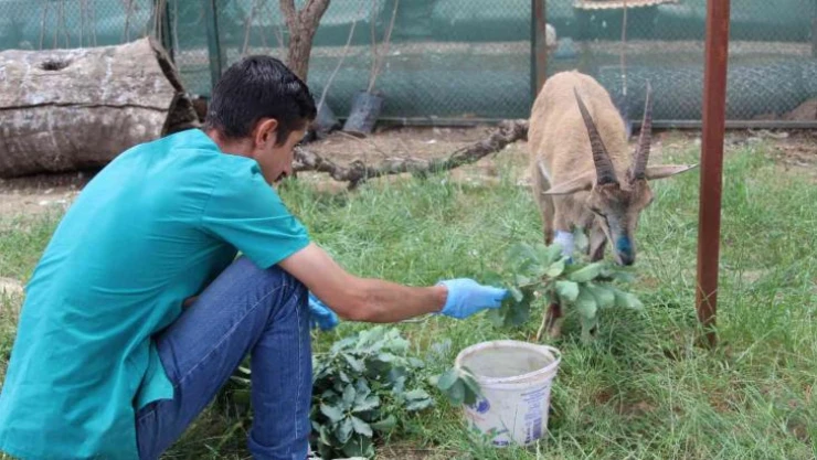 Şırnak'ta askeri birlikler yaralı dağ keçisini buldu, ekipler tedavi altına aldı
