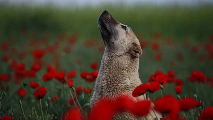 Sokak köpekleri sorununa çözüm mü geliyor?