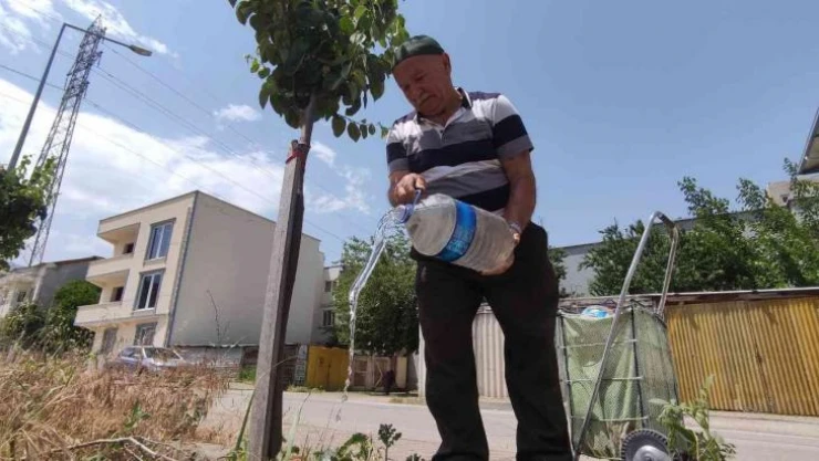 Sokak sokak gezip her yere meyve fidanı dikiyor