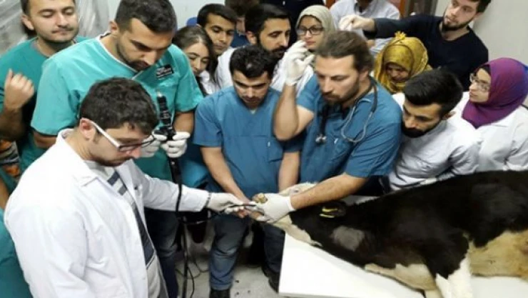 Afyonkarahisar'da 6 aylık danaya endoskopi yapıldı