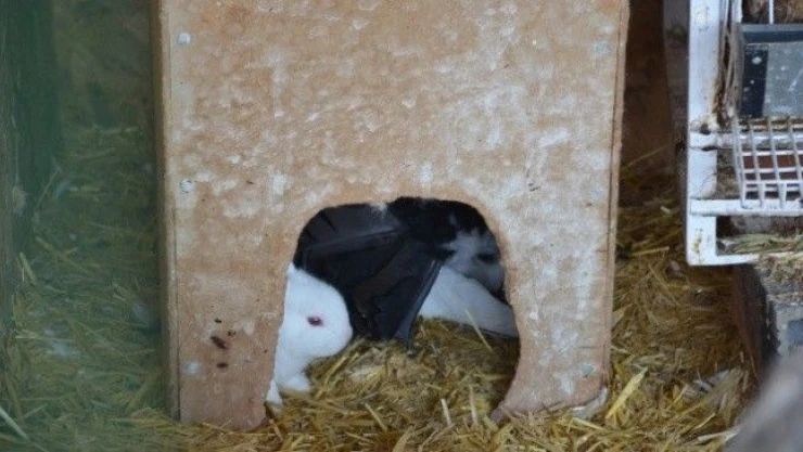 (özel  Haber)  Tavşan  Yavrularına  Güvercin  Annelik  Yapıyor