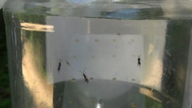 Terminatör böcekler 'Gal Arısı' ile mücadele edecek