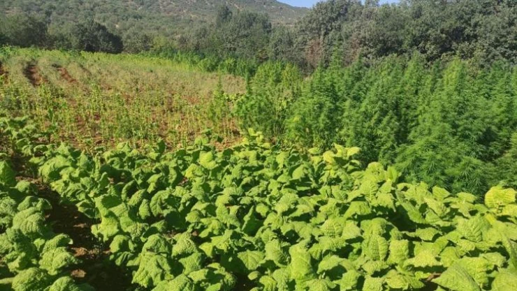 Terör örgütü PKK'nın finans kaynaklarına darbe: 1 milyon 493 bin kök kenevir ele geçirildi