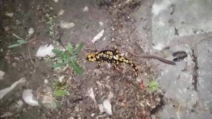 Tunceli'de benekli semender görüntülendi