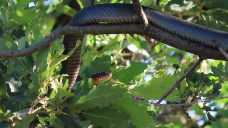 Tunceli'de dev yılan paniği