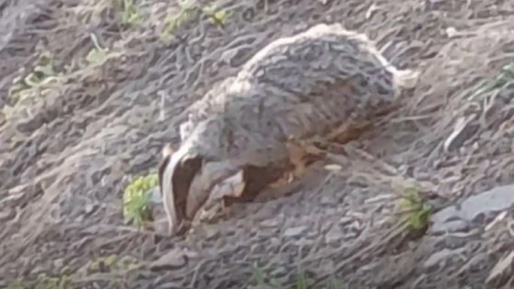 Tunceli'de IUCN kırmızı listesinde yer alan porsuk görüntülendi