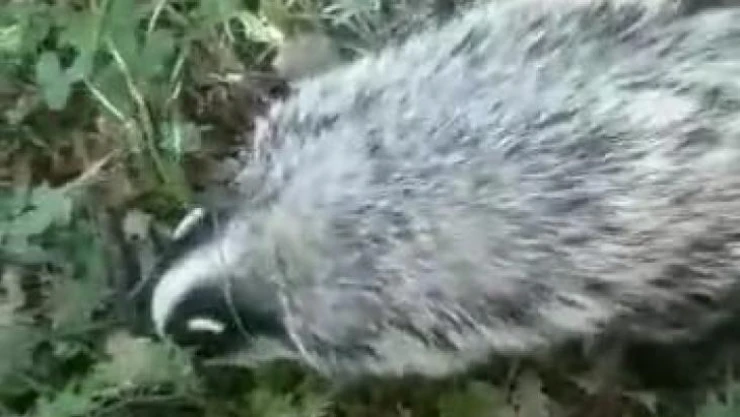 Tunceli'de kırmızı listedeki porsuk görüntülendi