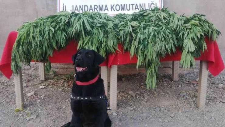 Tunceli'de uyuşturucu operasyonu