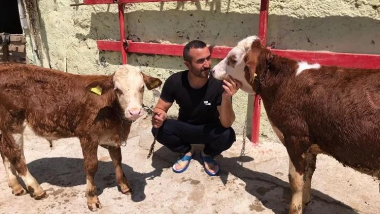 Türkiye'nin gündemine oturmuştu, psikolojisi bozulan buzağı banyo yaptı