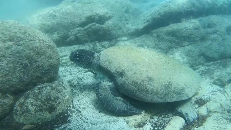 Ünlü profesörden ısıran caretta carettaler için 'Elle beslemeyin' uyarısı