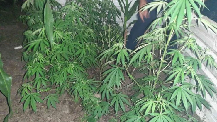 Uyuşturucu bulundurmaktan aranıyordu, 70 kök kenevirle yakalandı