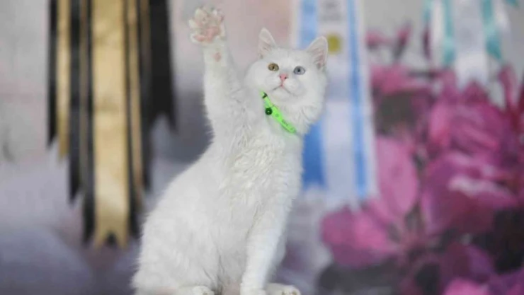 Van kedileri podyuma çıkmaya hazırlanıyor