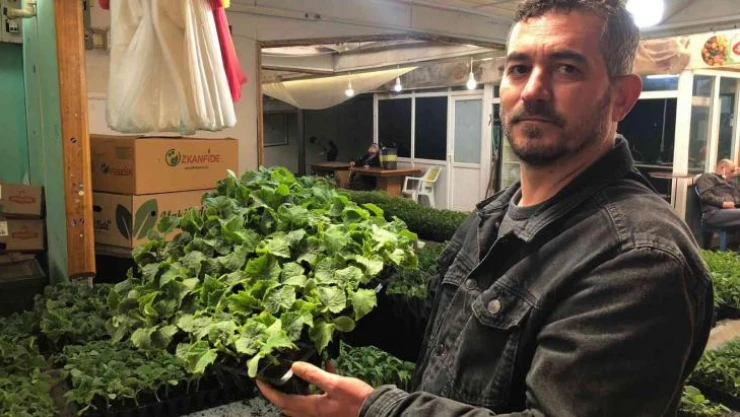 Vatandaşlar kendi sebzelerini üretmek için fideye koştu