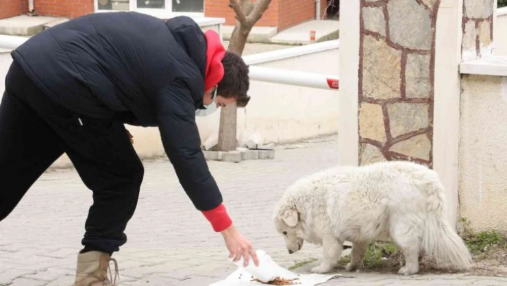 Vicdansızlar bunu da yaptı: Sokak hayvanlarının mama kaplarını çaldılar