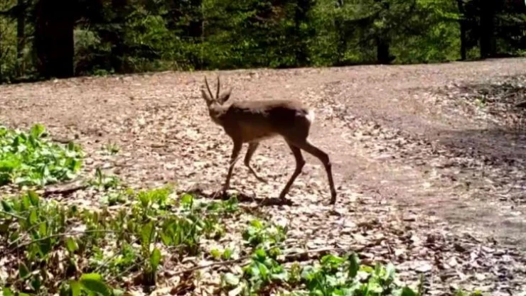 Yaban hayatının güzellikleri fotokapanlara takıldı