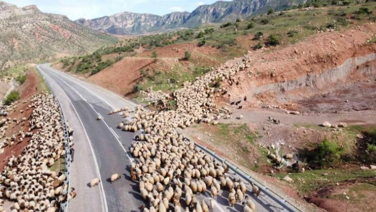 Yağışlar otlak alanlarını arttırdı, peynir fiyatlarının düşmesi bekleniyor
