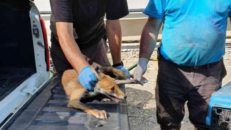 Yaralı halde bulunan tilki tedavi altında