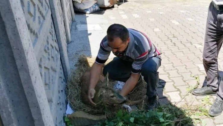 Yaralı karaca koruma altına alındı