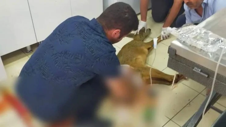 Yaralı olarak bulunan karaca tedavi altına alındı