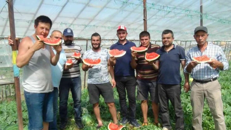 Yaz aylarının sevilen meyvesi karpuzda geç hasat dönemi başladı
