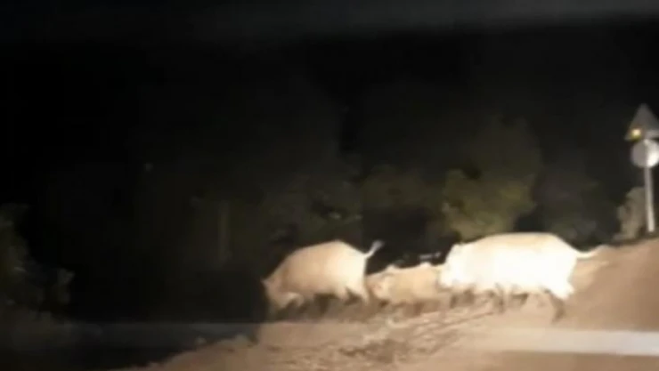 Yemek bulamayan domuz sürüsü köye indi