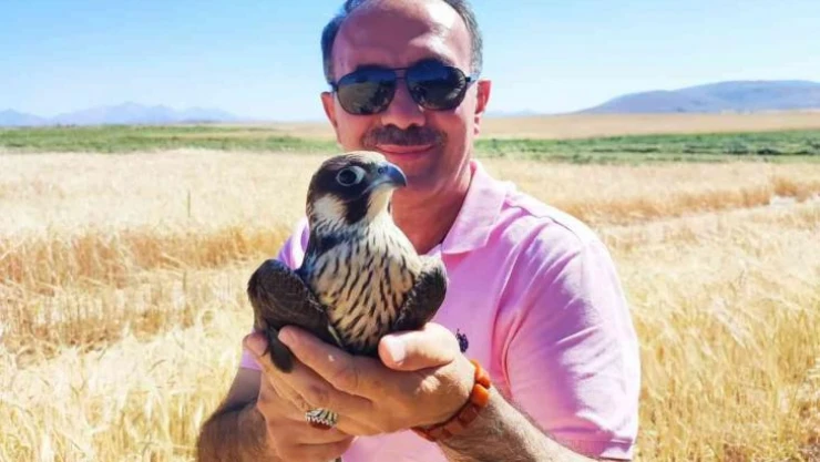 Yol kenarında yaralı buldukları doğana yardım eli uzattılar