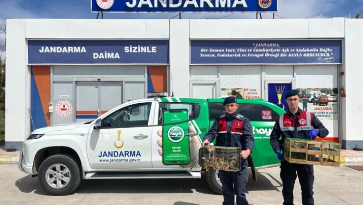 Yolcu otobüsünden 63 sincap yavrusu çıktı