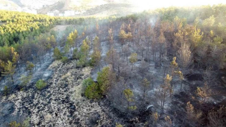 Yozgat'ta 15 dekarlık orman küle döndü