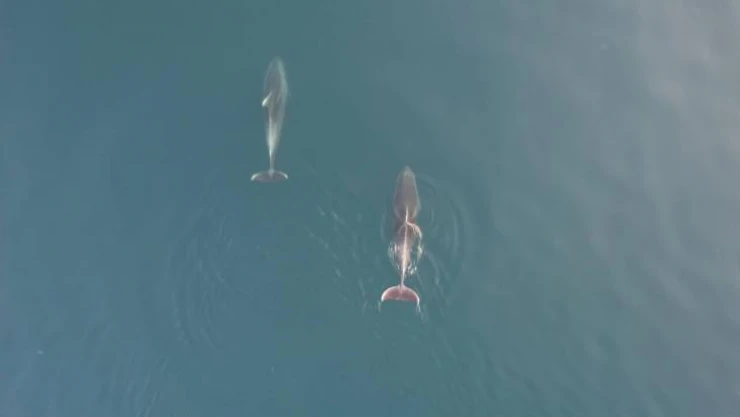 Yunuslar görsel şölen oluşturdu