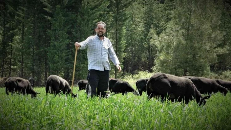 Yurt dışından getirdiği koyunlardan almak isteyenlere 10 ay sonrasına sıra veriyor