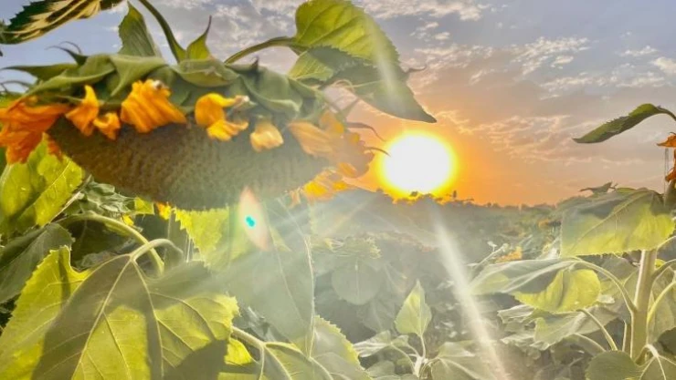 Yüzünü güneşe dönen 'Günebakanlar' göz kamaştırdı