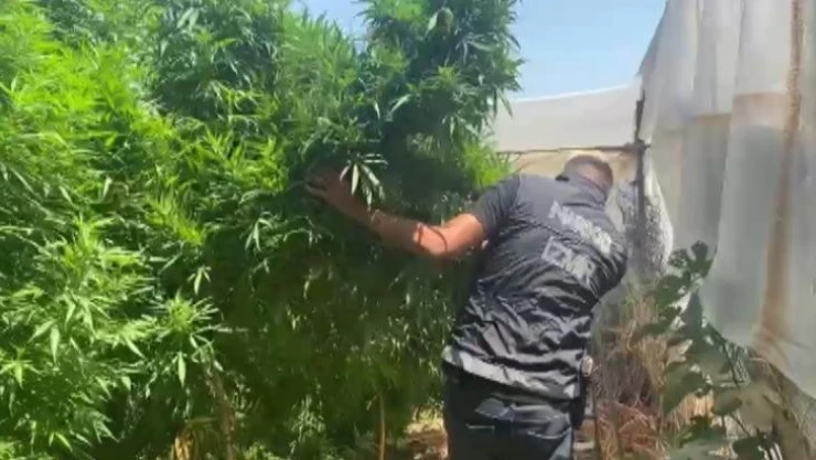 Zehir tarlasına polis baskını: 4 metrelik kenevirler yakalandı