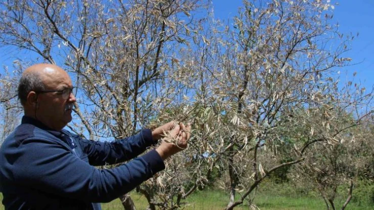 Zeytin ağaçlarında korkutan kuruma